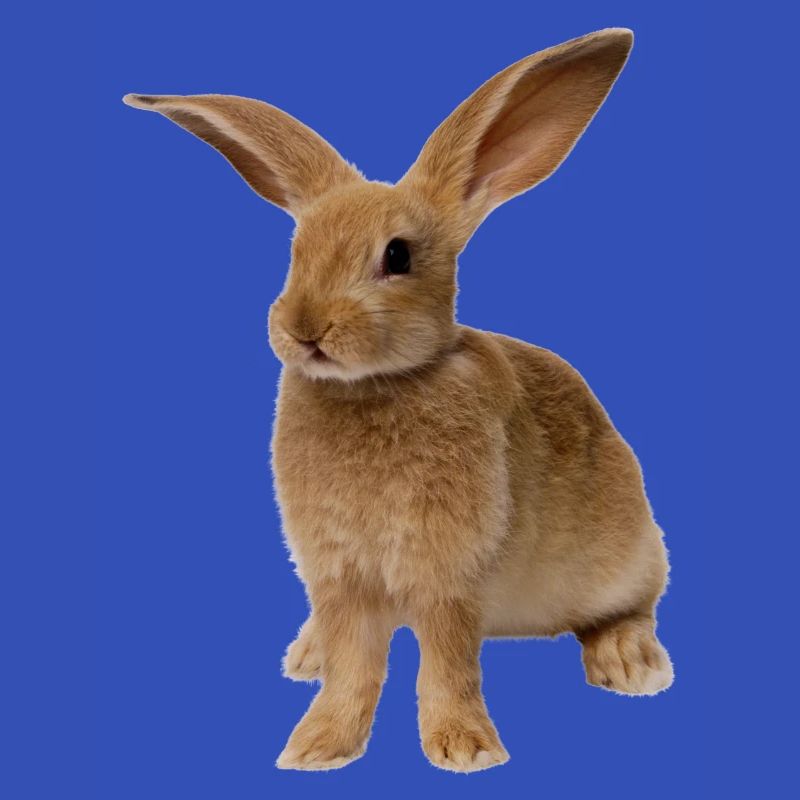 rabbit