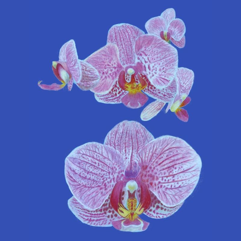 Orchideenblüten