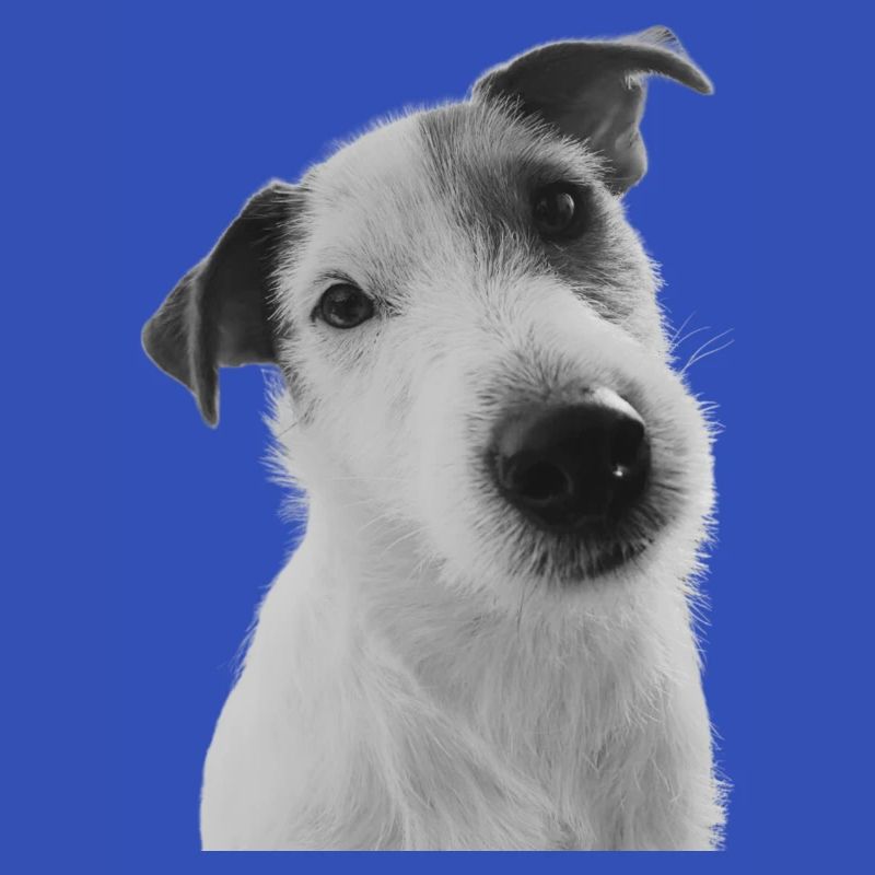 Klopfer der Jack Russel