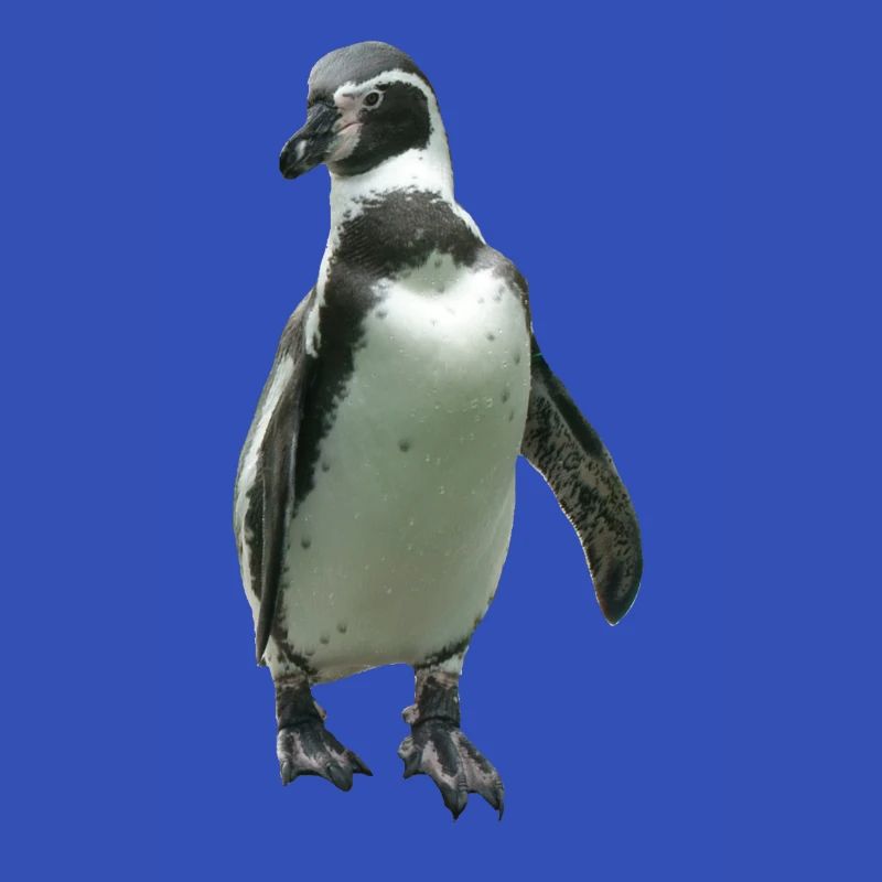 Pinguin