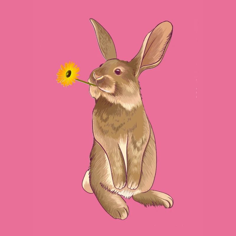Hase