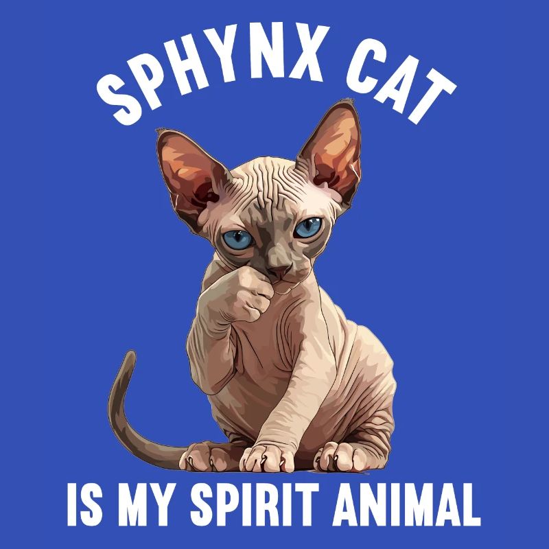 Sphynx Kätzchen Sphynx Katze