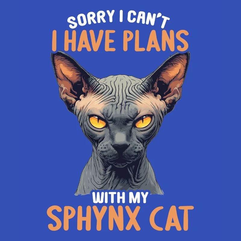 Sphynx Kätzchen Sphynx Katze