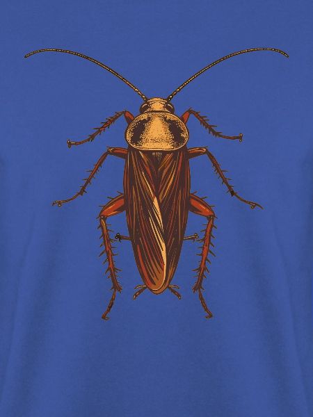 Cockroach Kakerlaken Kakerlake