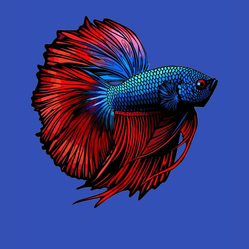 Bettas Betta Poisson Betta