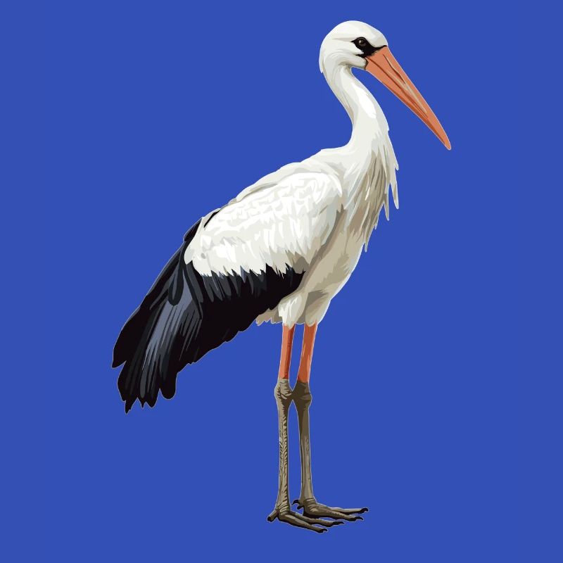 Storks Stork