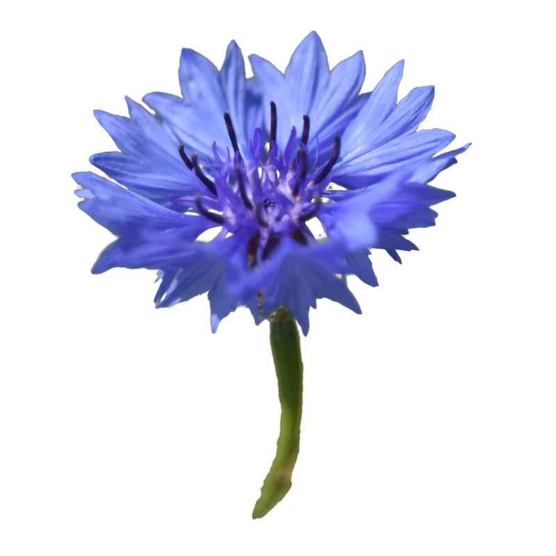 Blaue Kornblume