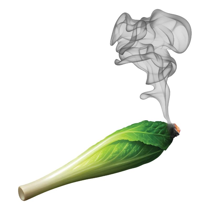 CHICON DE CHICHON - Bellegique