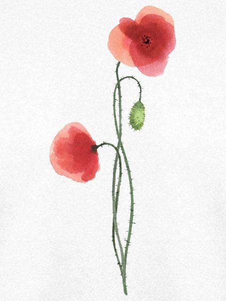 Blume: roter Mohn