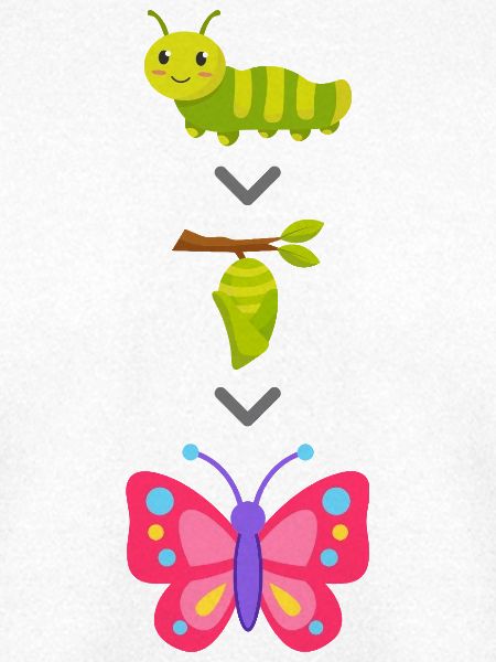 Raupe zu Schmetterling Verwandlung