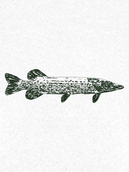 Pike