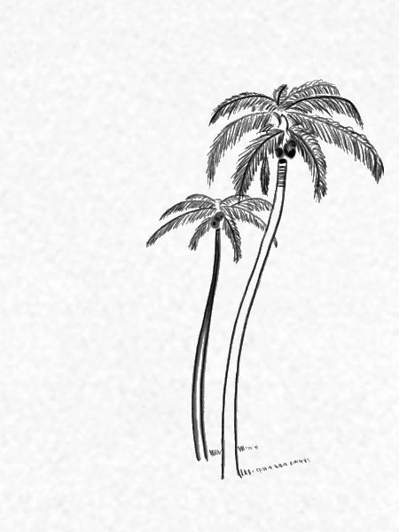 Palmen mit Kokosnuss