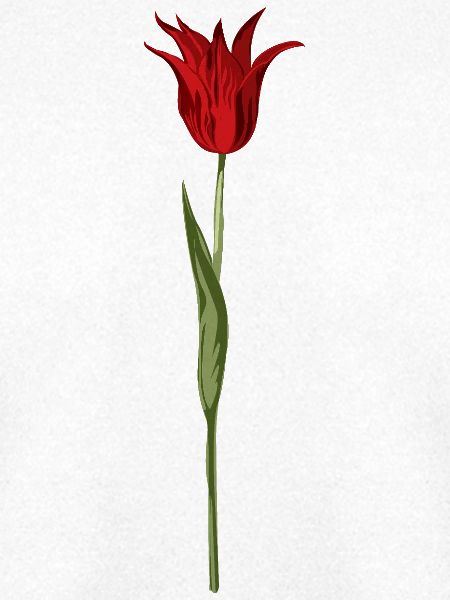Abstrakte Tulpenblüte in Rot