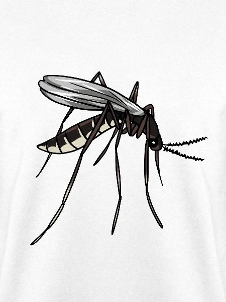 Moskito Mücke Insekten