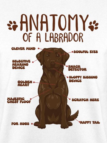Anatomie eines braunen Labradors