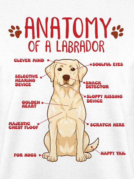 Yellow Labrador Anatomy Shirt