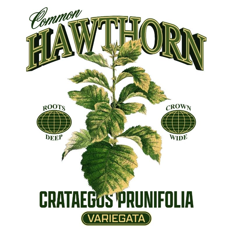 Common Hawthorn Botanical Art