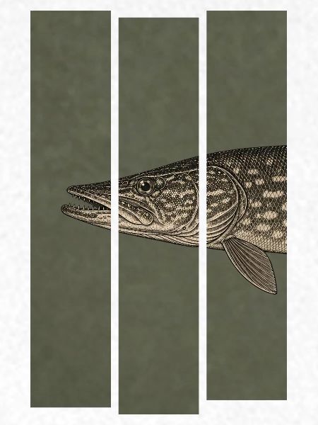 Hecht – Moderne Fischillustration für Angler