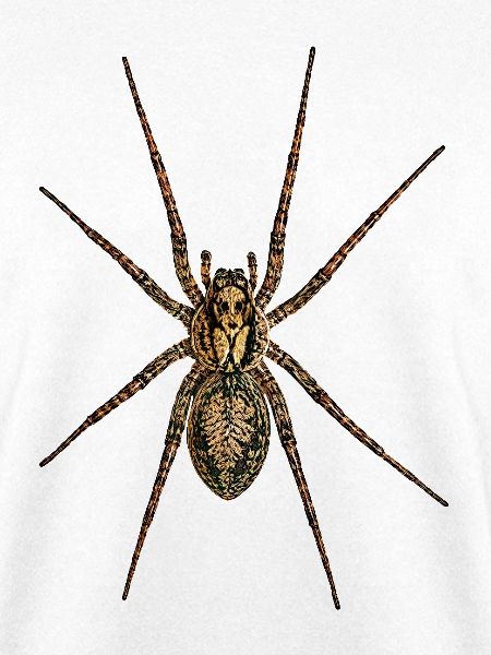 Spinne-Nosferatu