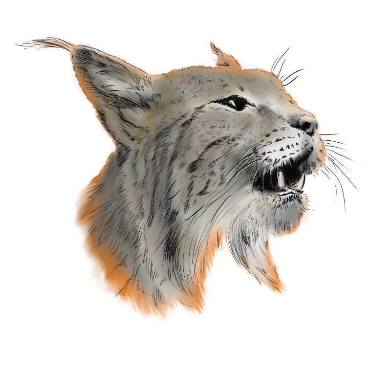 Luchs