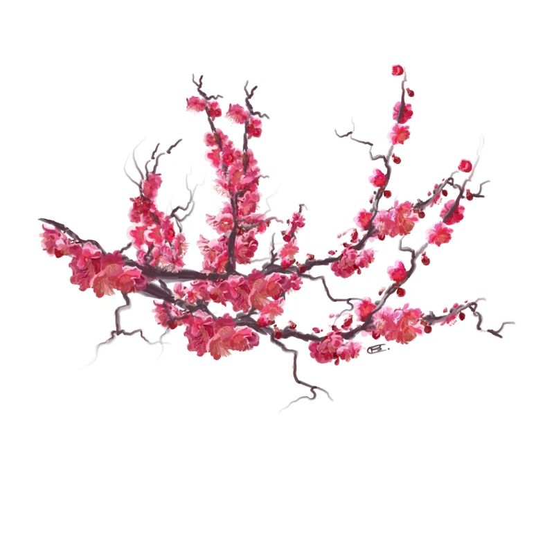 sakura