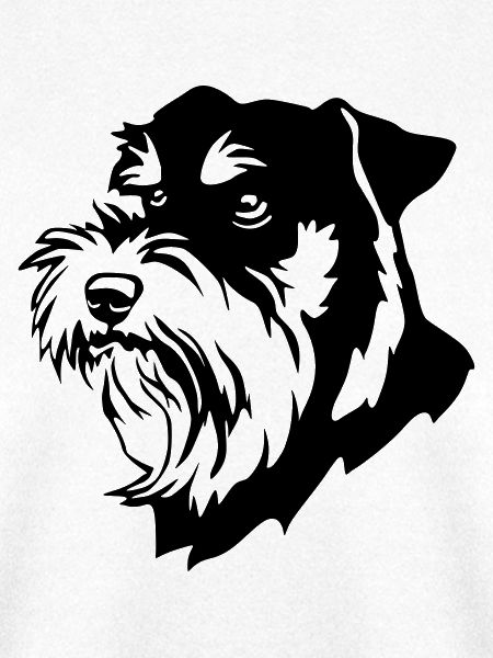 Schnauzer Kopf