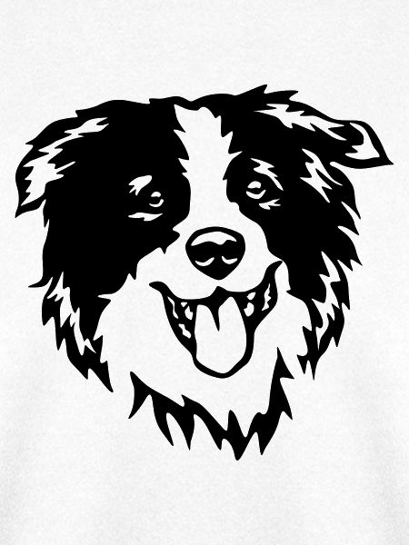 Border Collie Kopf