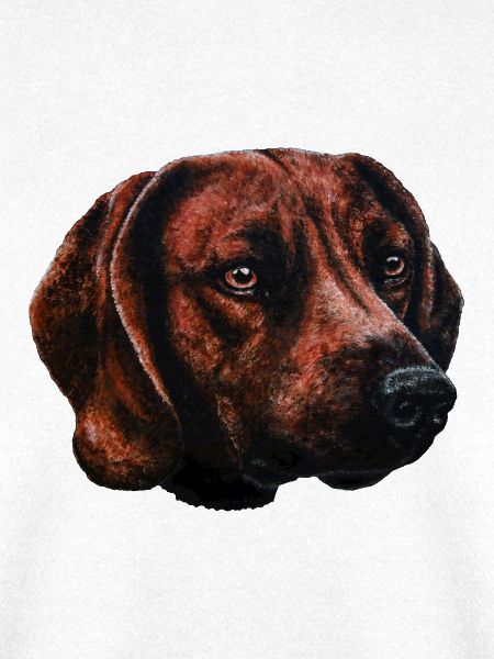 Schweißhund Portrait