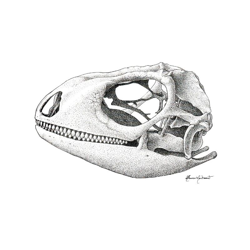 Teiú Lizard Skull - Ink