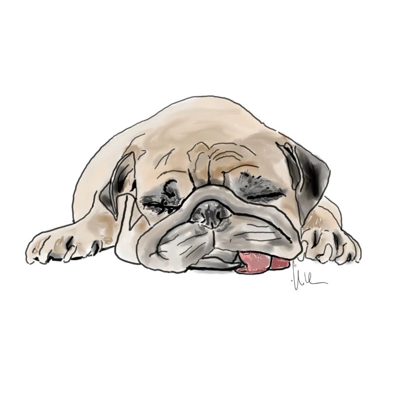 Pug Mops Wauwau