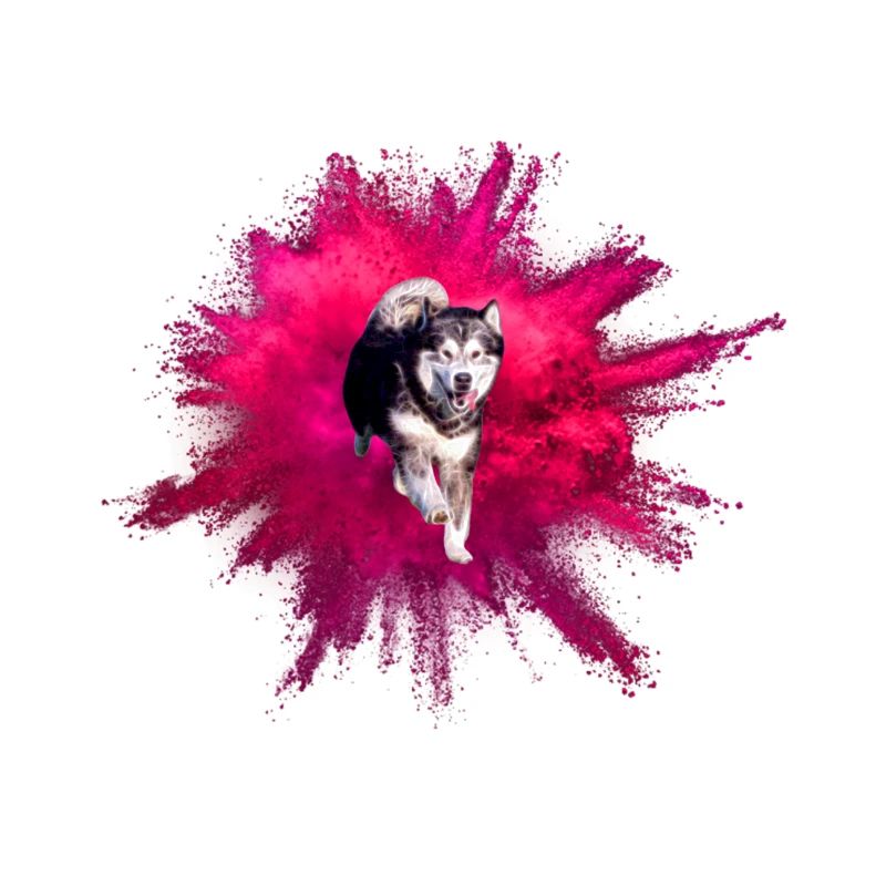 Malamute Uhlan