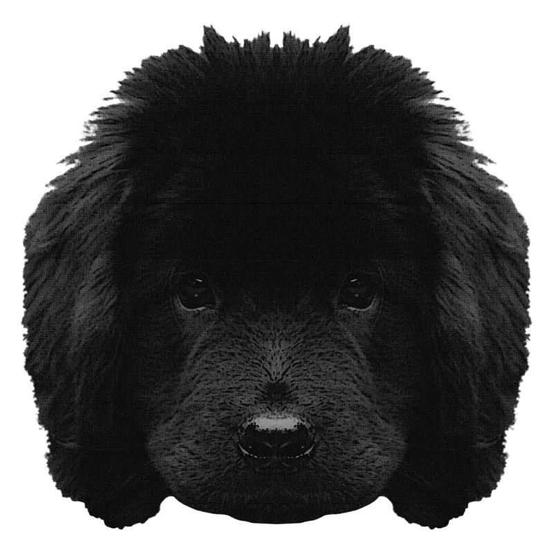 Chiot mignon, chiot Terre-Neuve, races de chiens