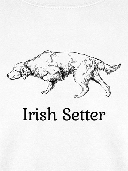 Irish Setter vorstehend