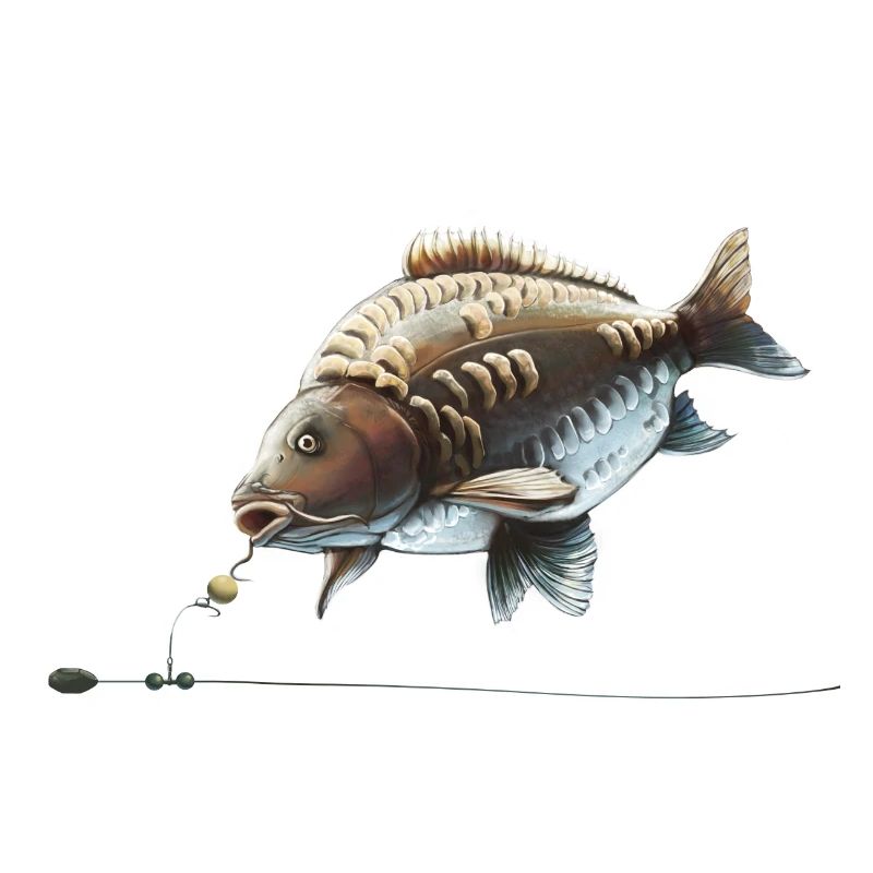Conception de la pêche à la carpe Chod Rig pour les pêcheurs
