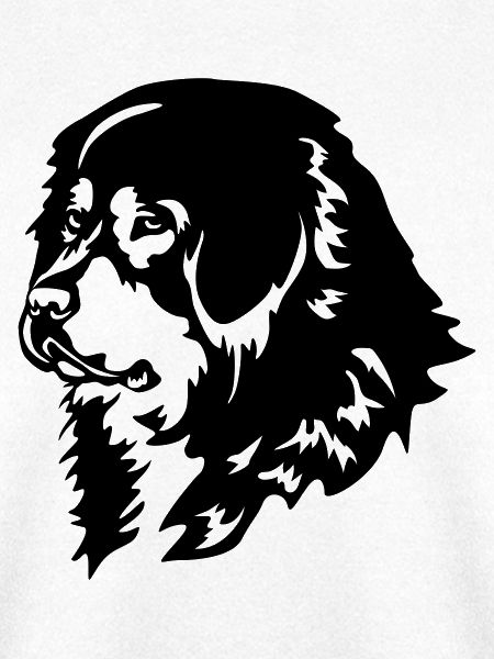 Tibetdogge Kopf