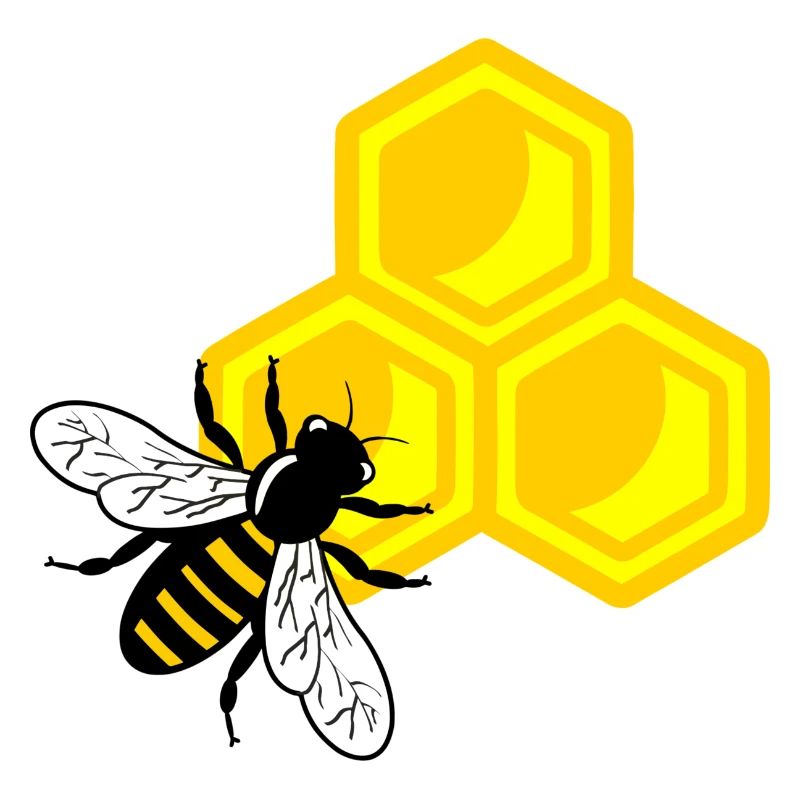 Honigbiene auf Wabe