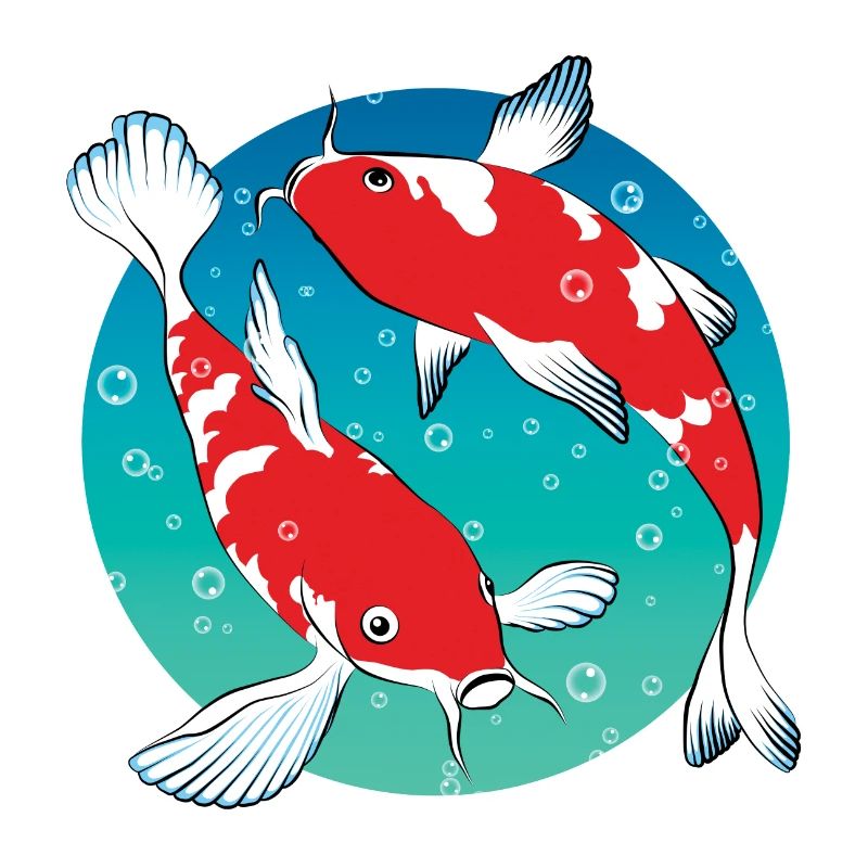 Karpfen Koi | Japanischer Ziergoldfisch