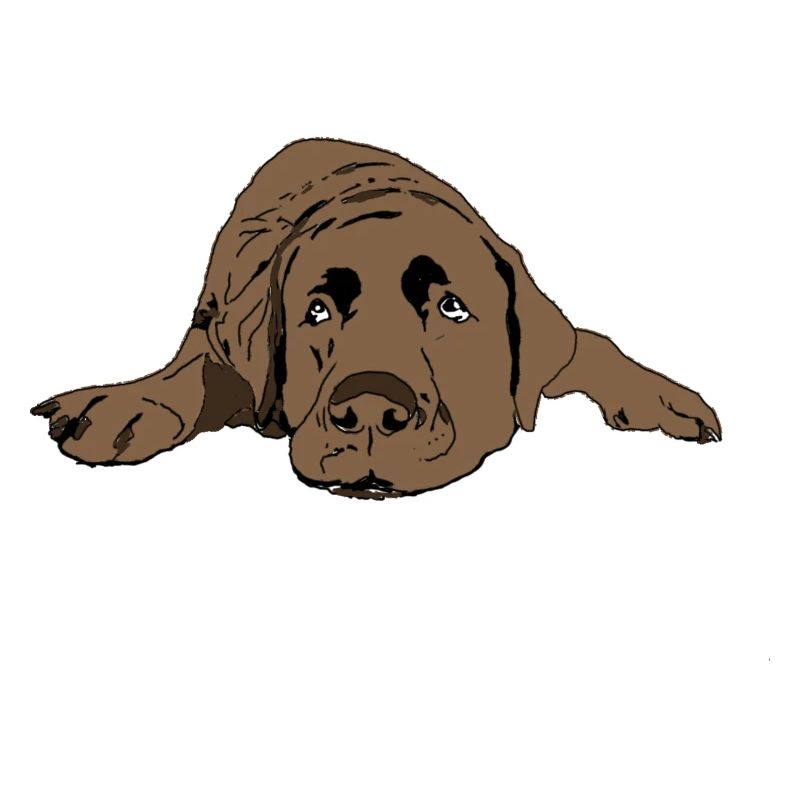 Labrador