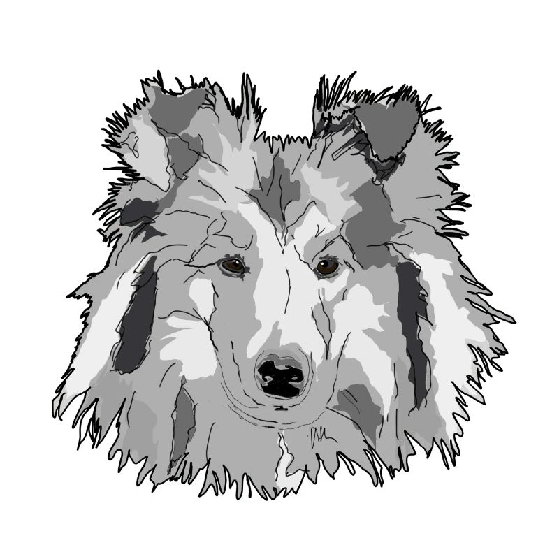 Collie