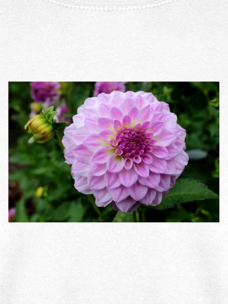 Dahlie pink rosa Blüte ,Blume