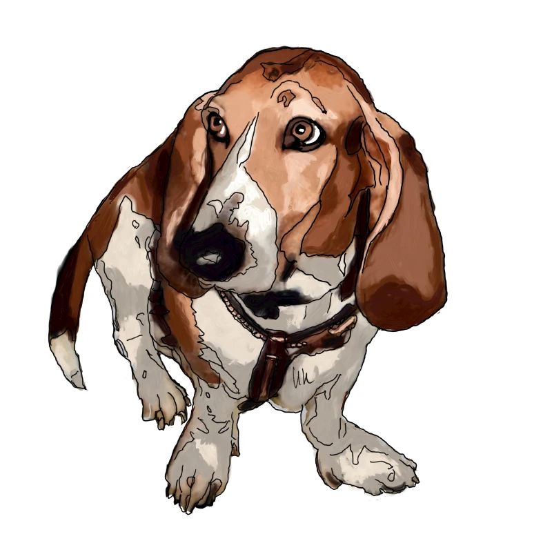 Basset