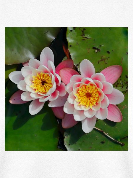 Seerosen Blüten im Wasser