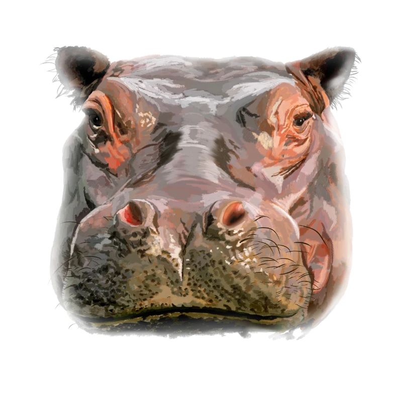 Porträt eines Hippos
