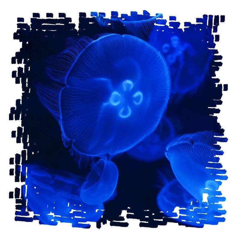 Neonquallen Unterwasserzauber