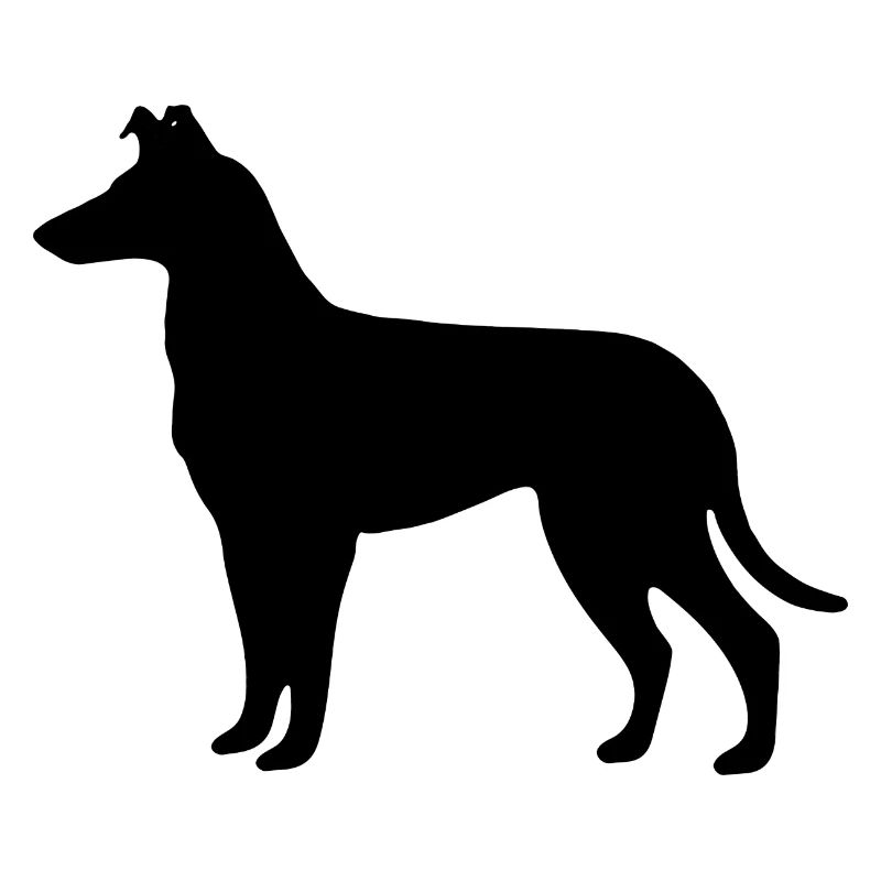 Collie_Schwarz