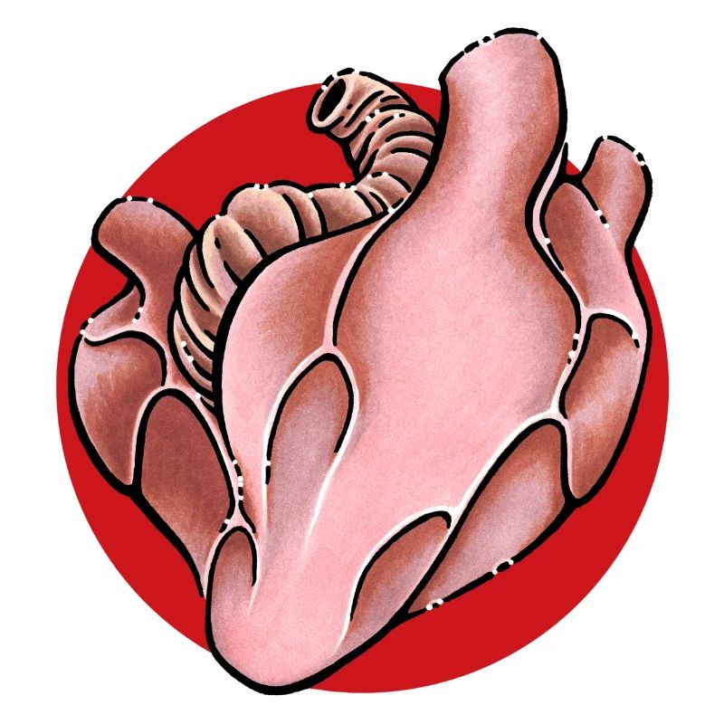 Herz Heart