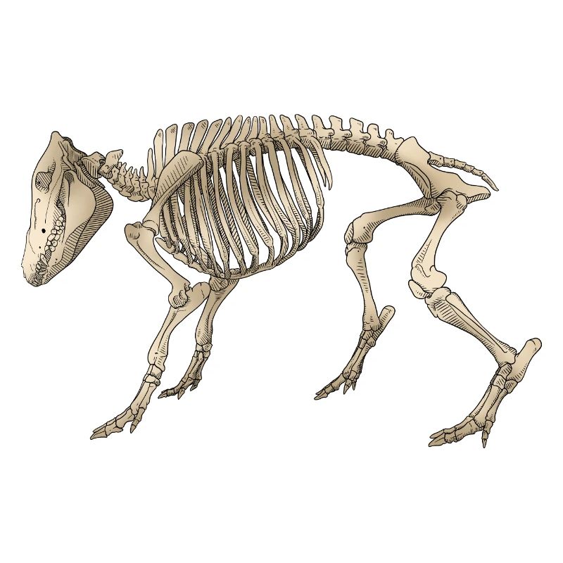 Illustration Boar Skeleton