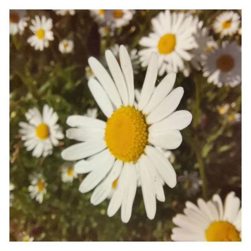 Gänseblümchen Sonnenlicht