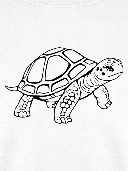 Schildkröten Schildkröten