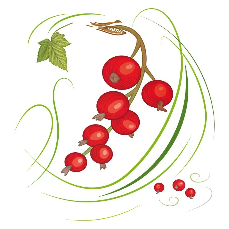 Rote Johannisbeeren 